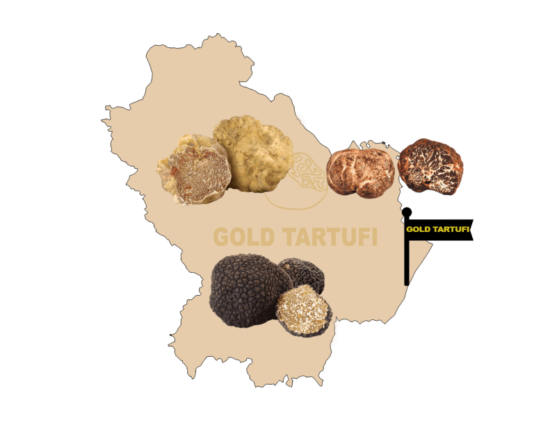 Tartufo della Basilicata. nero, bianco e bianchetto. Tuber Aestivum, Tuber magnatum pico. Acquista subito