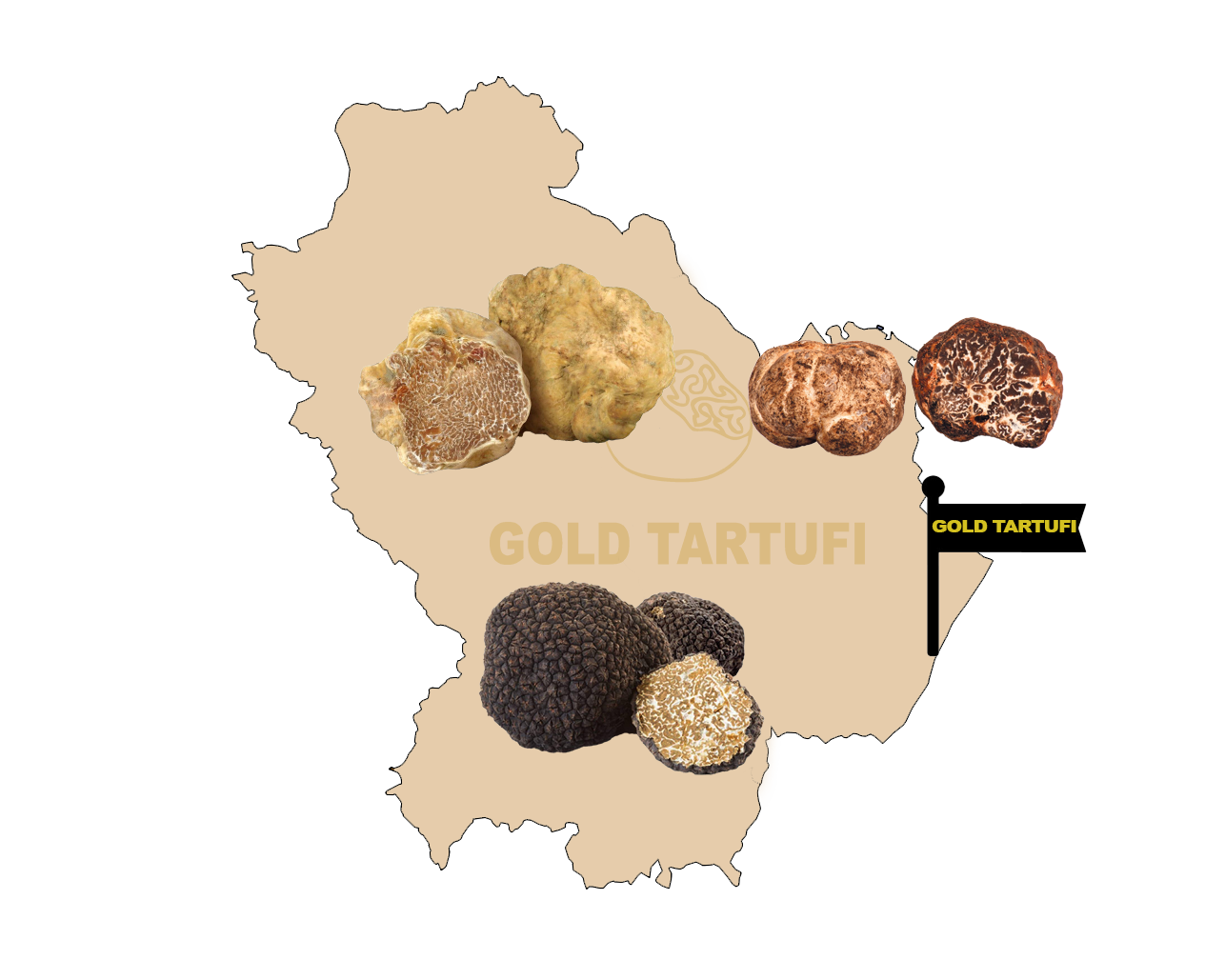 Tartufo della Basilicata. nero, bianco e bianchetto. Tuber Aestivum, Tuber magnatum pico. Acquista subito